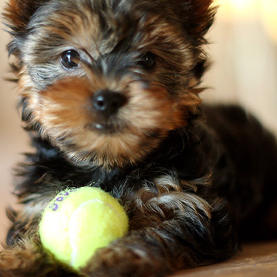 available shih tzu puppies